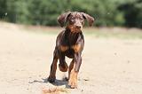 DOBERMANN 833